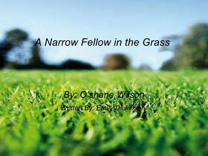 an analysis of emily dickinsons a narrow fellow in the grass Emily dickinson, in her poem, a narrow fellow in the grass, appears to write in a way that could be referred to as a nursery rhyme for a child, with its six stanzas. an analysis of emily dickinsons a narrow fellow in the grass Emily dickinson, in her poem, a narrow fellow in the grass, appears to write in a way that could be referred to as a nursery rhyme for a child, with its six stanzas.