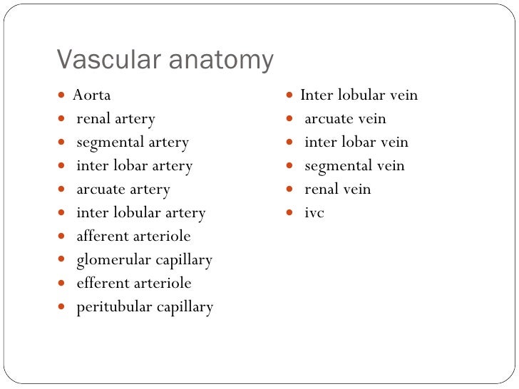 anatomy and physiology of ckd Before you start studying the renal system for nclex, it is very important you understand the basic anatomy and physiology of the kidney and nephron. anatomy and physiology of ckd Before you start studying the renal system for nclex, it is very important you understand the basic anatomy and physiology of the kidney and nephron.