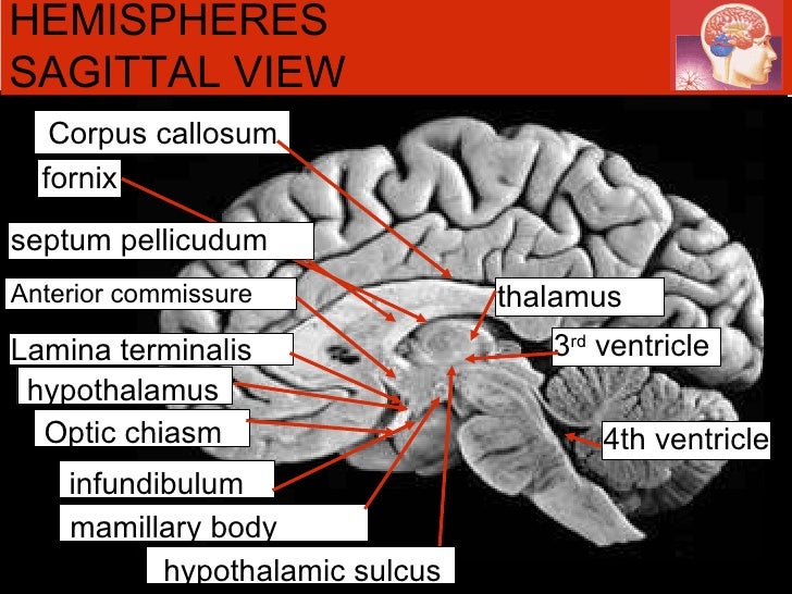 Anat 321 Rev1234 2009