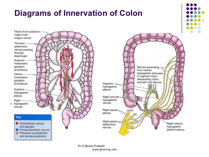 diagram of the colon innervation of rectum related keywords suggestions diagram of the colon innervation of rectum related keywords suggestions