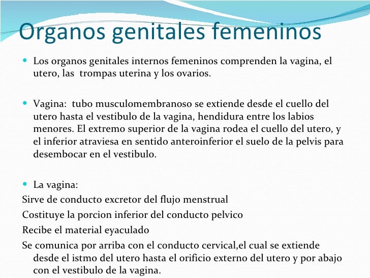 vestibulo anatomia femenina anatomia femenina vestibulo anatomia femenina anatomia femenina