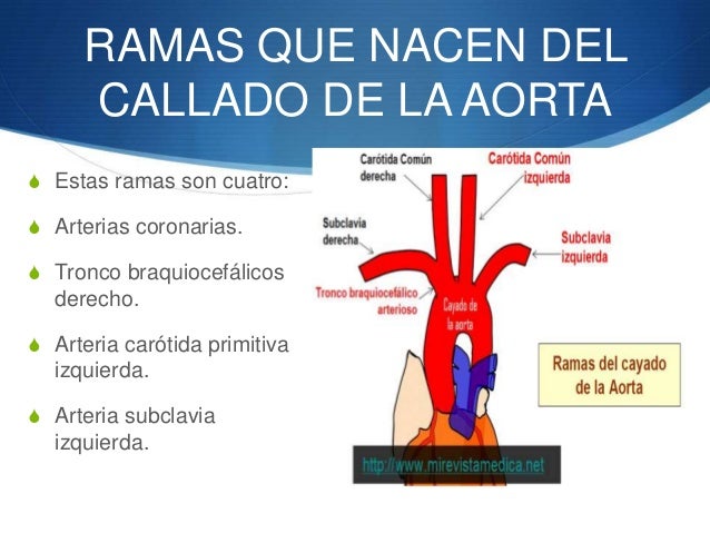 Sistema Aorta sistema-aorta