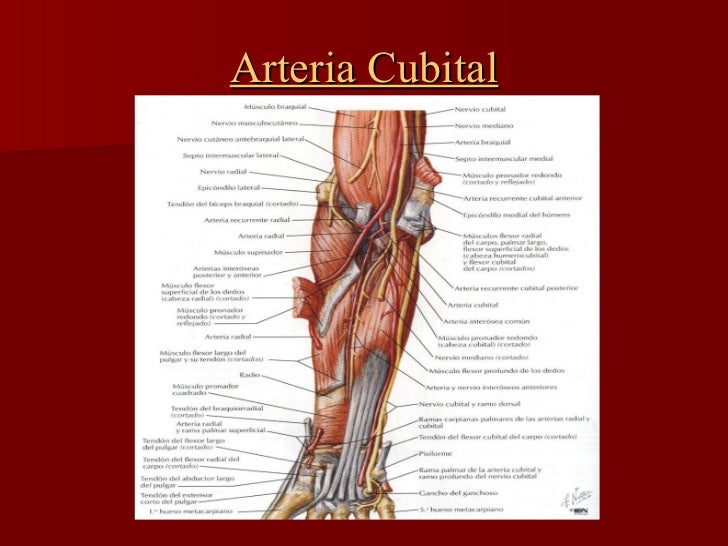 AnatomíA Arterias Radial, Cubital Y Arco Palmar