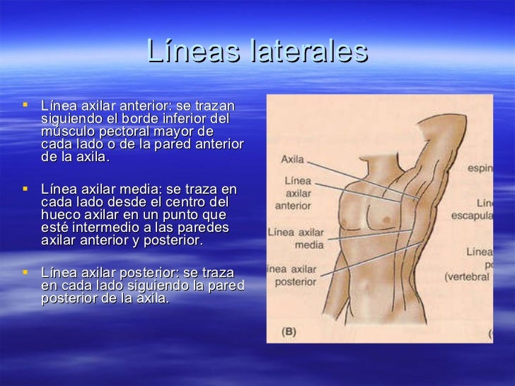 anatom-a-de-superficie-del-t-rax-l-neas-del-t-rax
