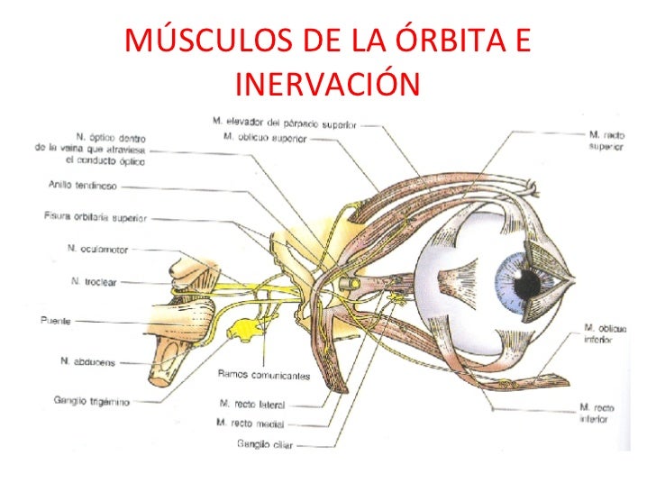AnatomíA Del Ojo Y Anexos