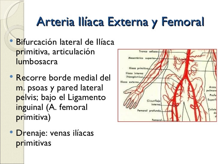 Funcion De La Vena Iliaca Externa es.slideshare.net