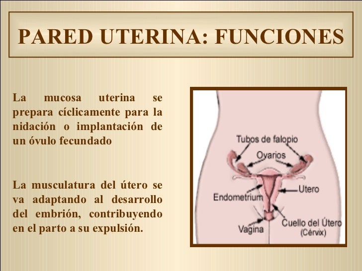 Anatomía Y Fisiología del Aparato Reproductor Femenino Anatomía Y Fisiología del Aparato Reproductor Femenino