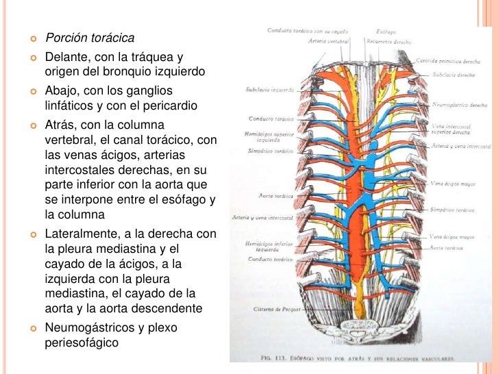 El tratamiento varikoza de la crema y el ungüento