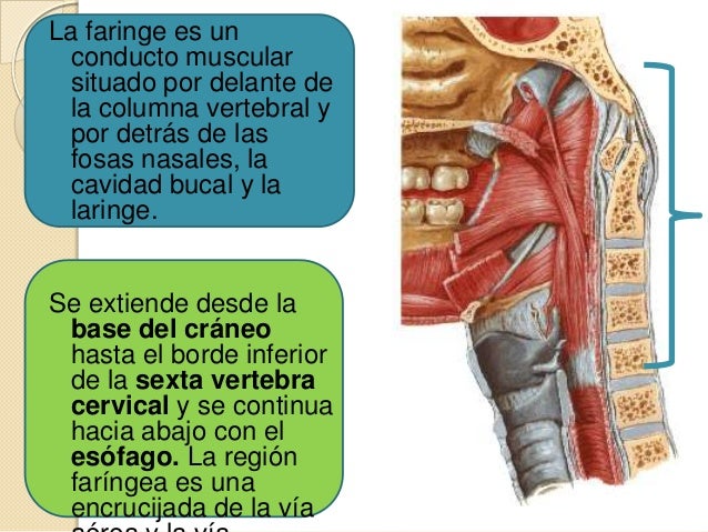 Anatomía De Faringe