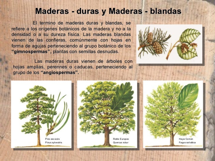 Anatomía de la madera