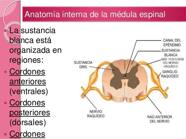 Anatomía de la médula espinal