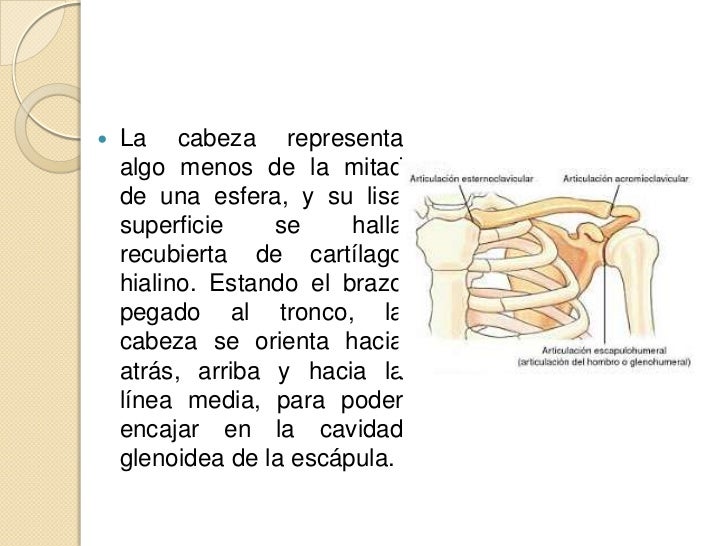 Los más pequeños miembros cerca de los asiáticos