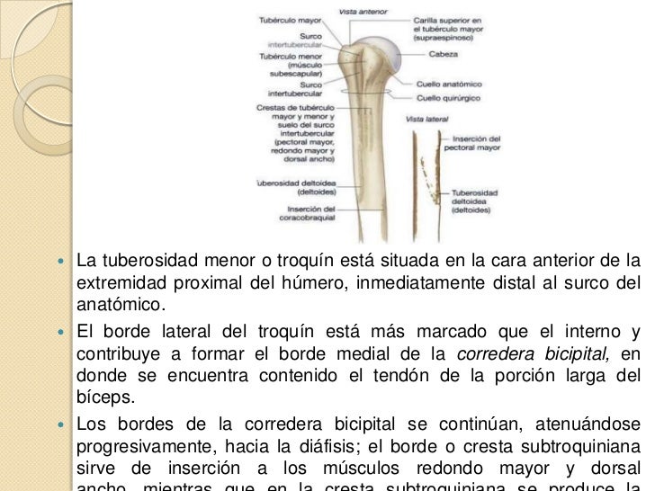 Anatomía del húmero