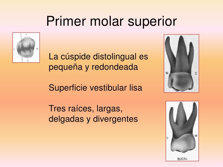 Anatomía dientes temporales