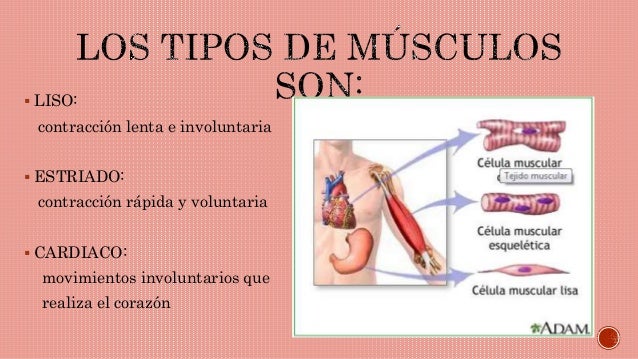 EL CUERPO HUMANO Y SUS MUSCULOS el cuerpo humano y sus musculos: