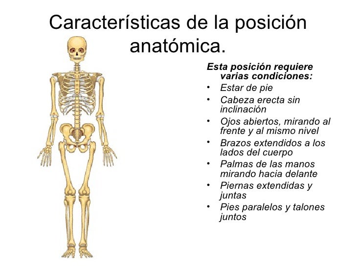 AnatomíA General I