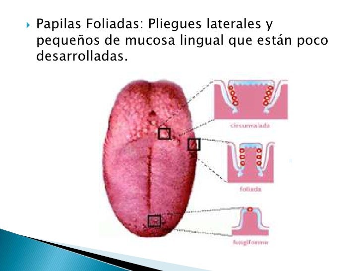 Anatomía (lengua)