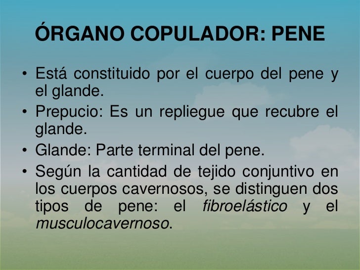 Por qué a gordo un pequeño miembro