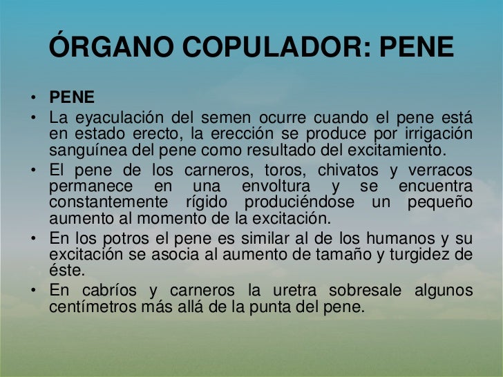 La receta por el aumento del miembro