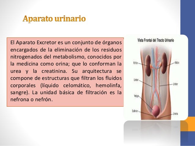 Anatomia Y Fisiologia Del Aparato Urinario Pdf