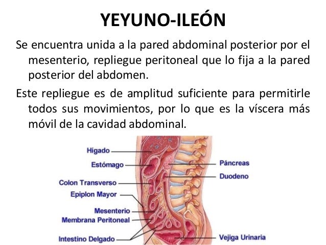 Comida antes suplementos para quemar grasa y aumentar masa muscular que producto muy Hormona usada suplementos para quemar grasa y aumentar masa muscular expertos nutricin