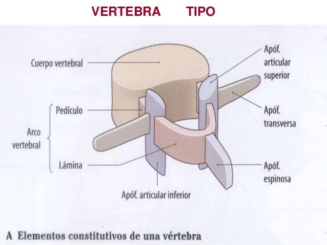 El tratamiento de la osteocondrosis por las galantinas