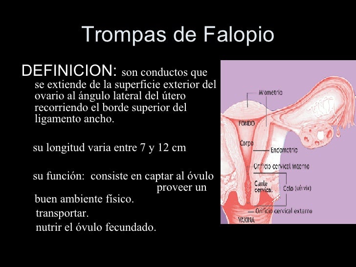 Cuanto Miden Las Trompas De Falopio