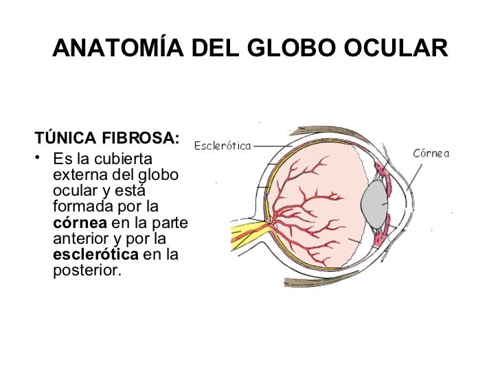 Anatomia Globo Ocular
