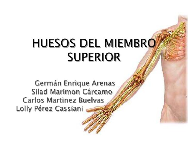 HUESOS ANATOMIA huesos anatomia: