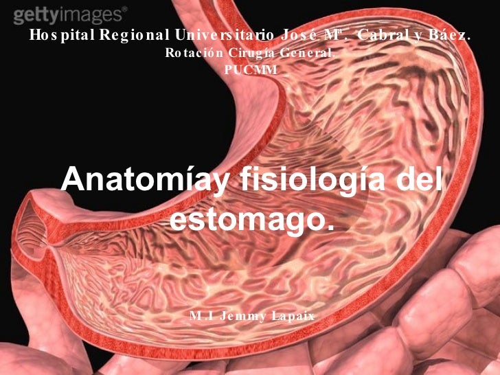 FISIOLOGIA ANATOMIA ESTOMAGO fisiologia anatomia estomago: