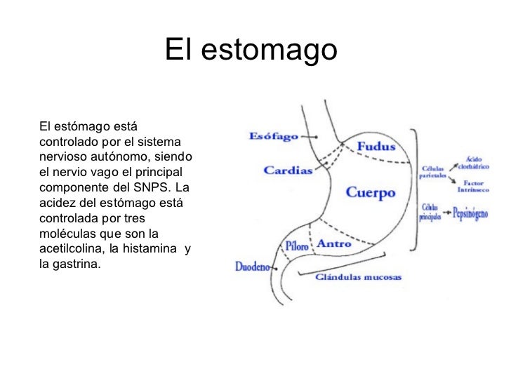anatomia y fisiologia del estomago anatomia y fisiologia del estomago