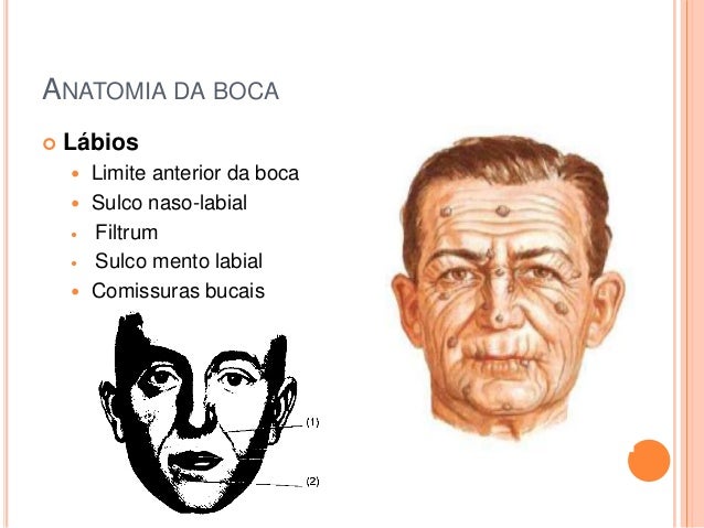 Anatomia e fisiologia do paladar