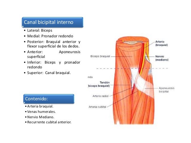 anatomia-de-codo