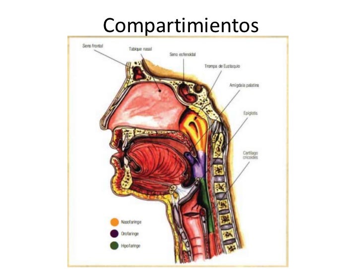 Anatomia de faringe Anatomia de faringe