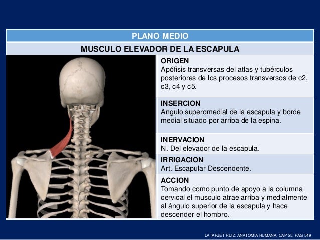 ANATOMIA DE HOMBRO