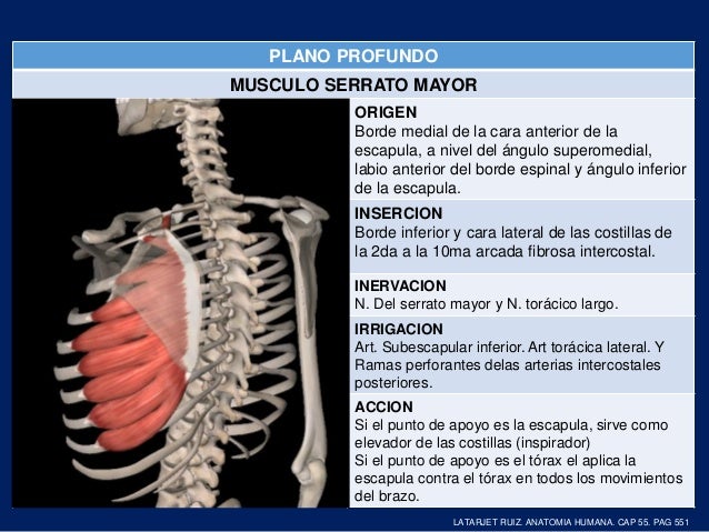 ANATOMIA DE HOMBRO anatomia-de-hombro