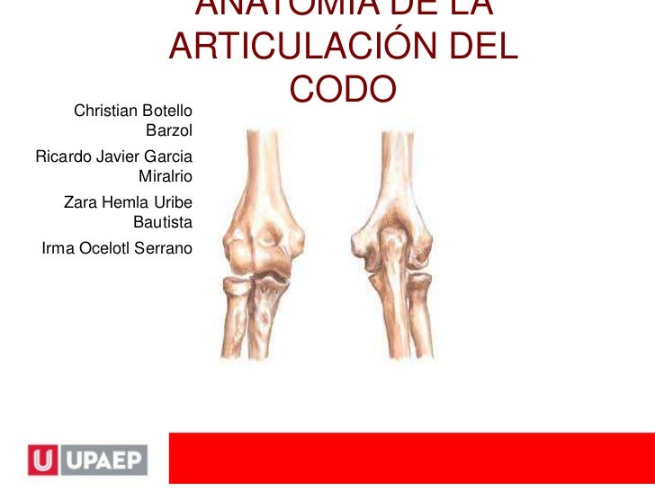 CODO ARTICULACIONES codo articulaciones: