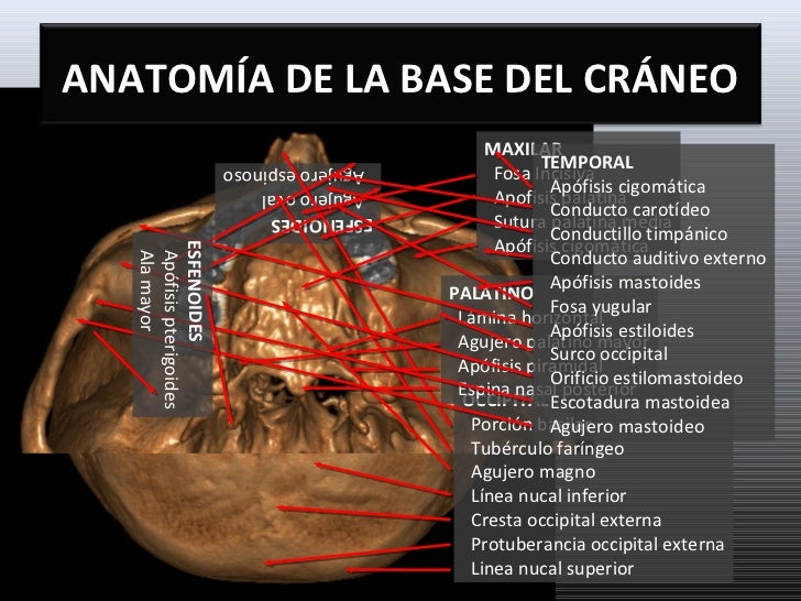 Anatomia de la base del craneo