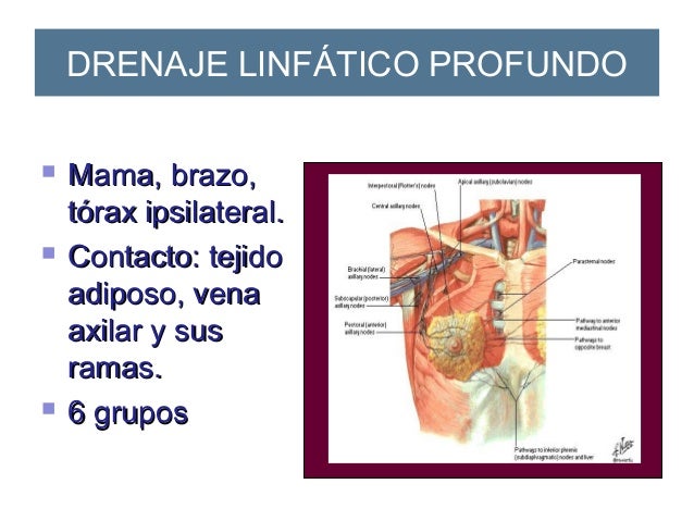 Anatomia de la mama