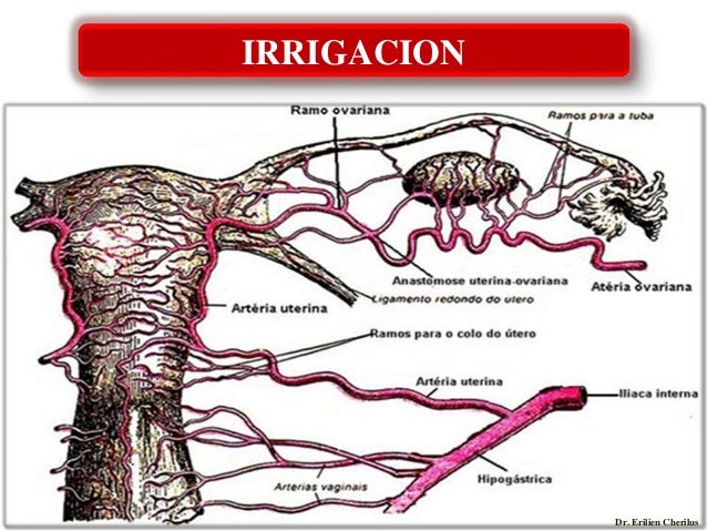Irrigacion De Los Genitales Externos Femeninos www.slideshare.net