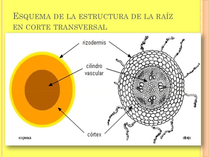 Anatomia de la raiz