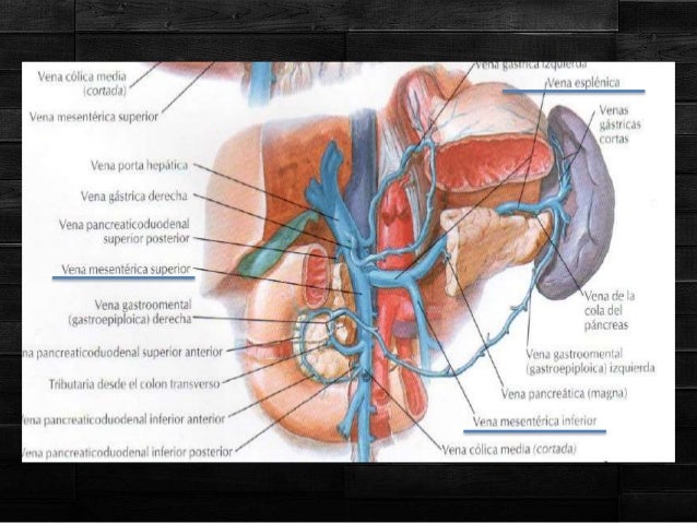 Anatomia de la vena porta