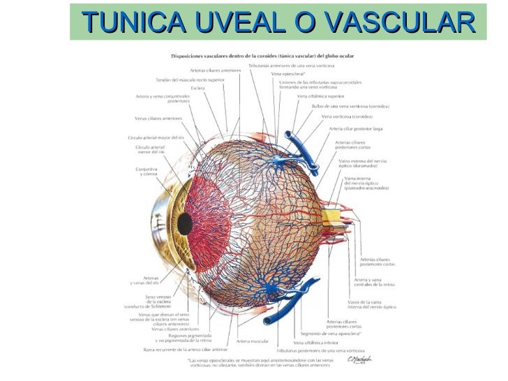 Anatomia del ojo