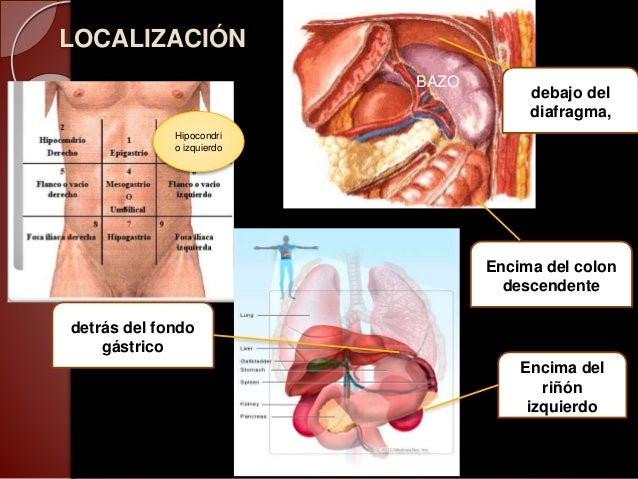 Anatomia del bazo