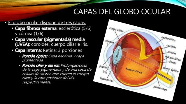Anatomia del ojo paul listo