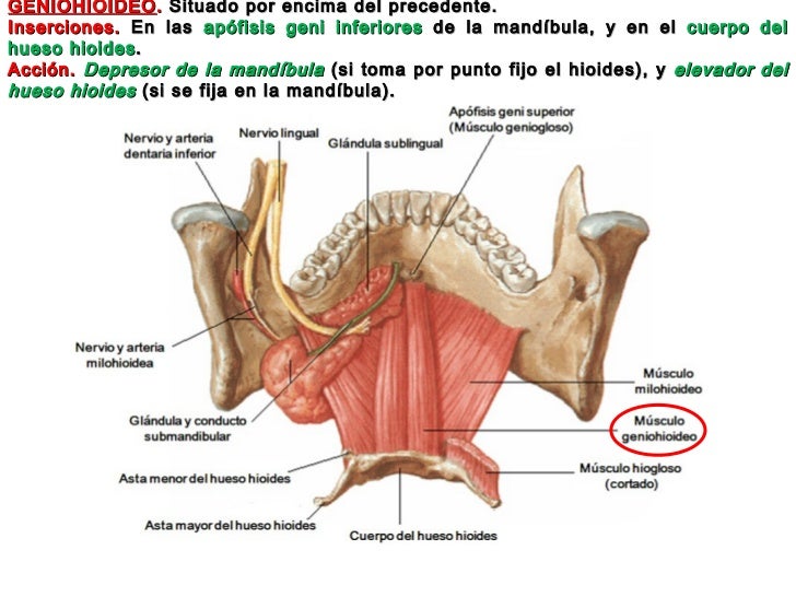 Se han hinchado limfouzly sobre el cuello y bolyat que hacer