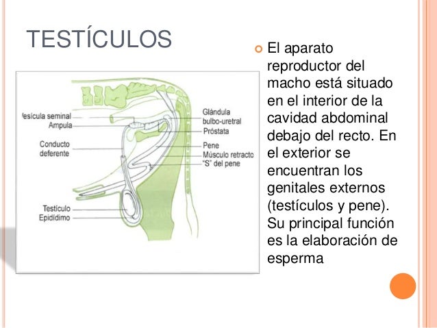 Un más pequeño miembro por la nacionalidad