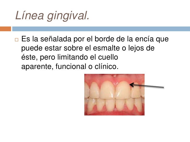 Anatomia dental cap 2