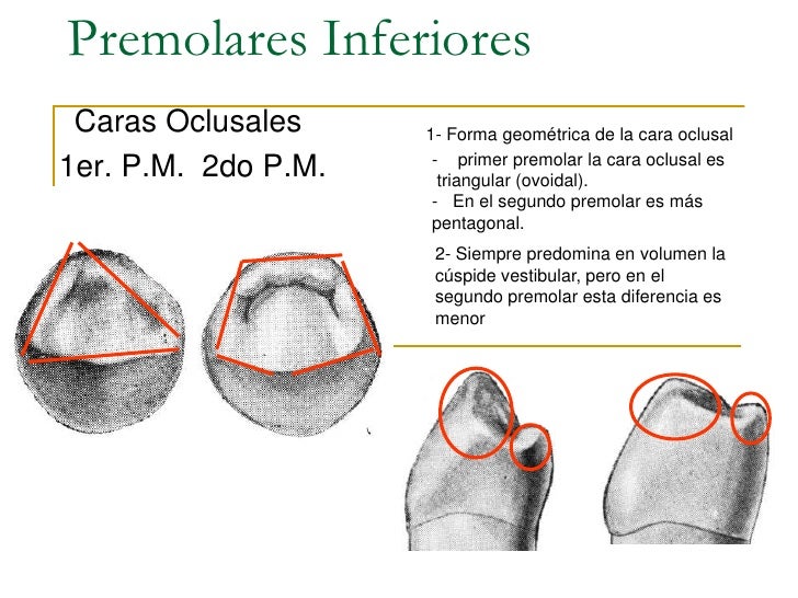 Anatomia dentariaal
