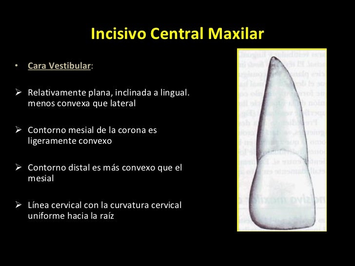 Anatomia dentaria permanentes 1
